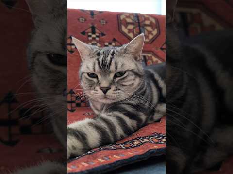 アメショーのラッテ アメショ アメリカンショートヘア 猫と暮らす家猫との暮らし猫 サムネイル
