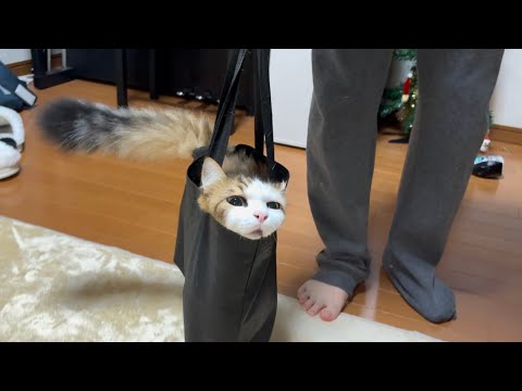 浜崎あゆみさんが持ってそうな鞄に変化する猫 サムネイル