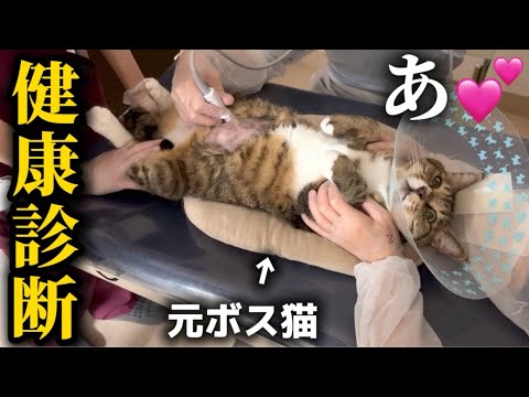 元ボス猫を家族に迎えたら健康診断中に助けを求めてくるただの泣き虫アザラシでした サムネイル