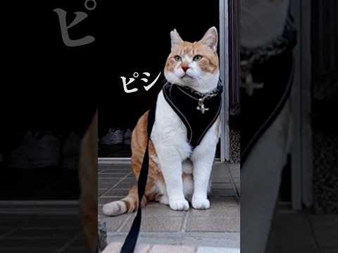 姿勢を正し主を待つ猫 元野良猫チャチャ 猫武将 ねこ 猫チャチャ サムネイル
