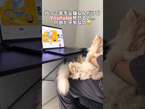 うちの猫、抱っこ嫌いなんだけど、YouTubeを見せると…#shorts #猫 #猫のいる暮らし サムネイル
