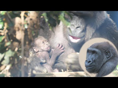 指のない手でトントントン、ゲンキの苦労は報われましたか　京都市動物園　ゴリラ　202512 サムネイル