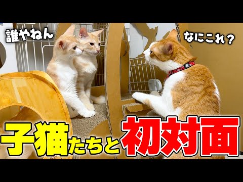 チップが初めて子猫たちと対面した時の反応があまりにも予想外すぎました…！！ サムネイル