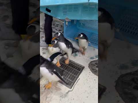 ジェンツーペンギンの引っ越し➁ サムネイル