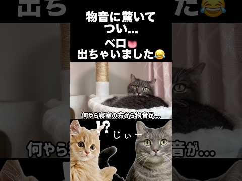 驚いてベロ出しっぱなしになる猫が可愛いwshorts 猫 猫好きさんと繋がりたい サムネイル