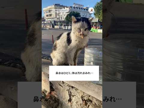 綺麗な姿に変身した猫｜PECO サムネイル