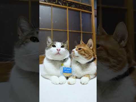 バニラサンド　260205　のせ猫　 cat ねこ 猫のいる暮らし　 cute　 ネコ　 猫のいる生活　 cuteca… サムネイル