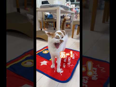 あくびで声が出ちゃう猫トロくん shorts サムネイル