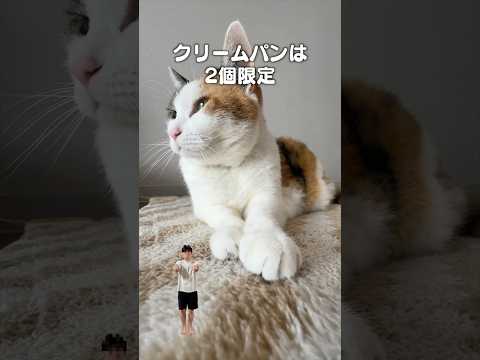 「猫のパン屋さん」猫あるある|フルはApple Musicほか音楽アプリへ サムネイル