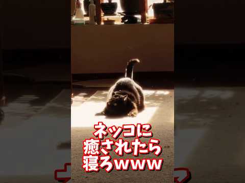 話題の癒しネコ動画で心がほっこり！リラックス効果抜群 #2ch #猫