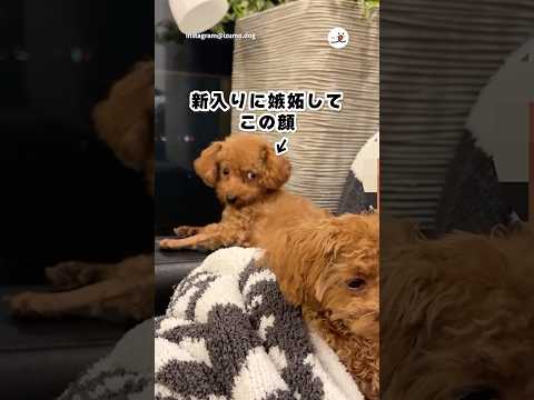 抱っこされる新入りに嫉妬する姉犬｜PECO サムネイル