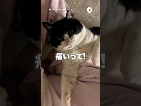 【保護猫】甘噛みも痛い元ボス猫｜PECO サムネイル