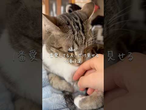 猫が1番愛してる人にだけ見せる行動3選 猫 ねこ 猫のいる暮らし 猫動画 猫好きさんと繋がりたい 保護猫 猫のいる生活… サムネイル