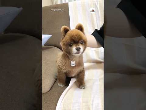 うさぎ🐰アザラシ🦭いーぬ🐶｜PECO サムネイル