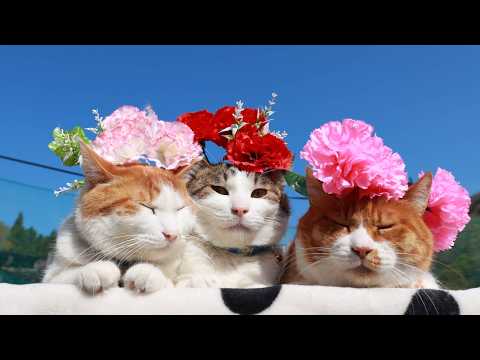 母の日　カーネーション　のせ猫　260510 サムネイル