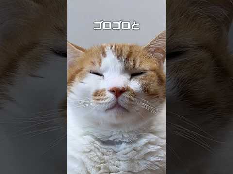 「ゴロゴロとモフモフで」猫あるある|フルはApple Musicほか音楽アプリへ サムネイル