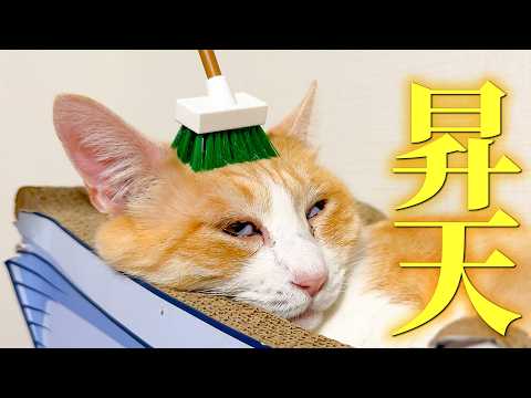 デッキブラシで猫を磨く仕事をしています。 サムネイル