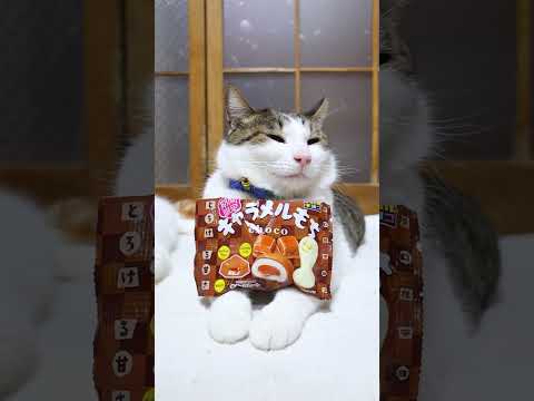 キャラメルもち　260328　のせ猫　 cat　 cute  ねこ　 猫のいる暮らし　 kitty　 kitten… サムネイル
