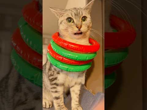 まるまる猫、可愛すぎて祝われる...笑 cat 猫