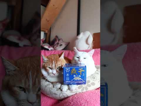 煮干したれ極小粒納豆　260329　のせ猫　 cat　 cute　 ねこ  猫のいる暮らし 猫のいる暮らし  kitt… サムネイル