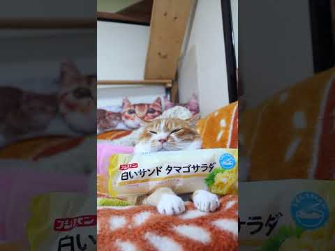 白いサンド　タマゴサラダ　260612　 cat のせ猫 cute　 白いサンド　 タマゴサラダ cutecat　 フ… サムネイル