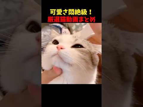 ぐぬぁっ！悶絶するぅ！ 猫 cat cats cute サムネイル