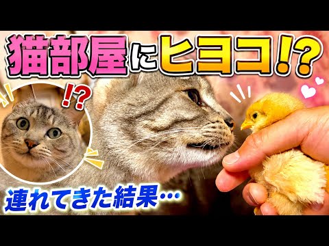 立入禁止の猫部屋にヒヨコを連れてきた結果。。 サムネイル
