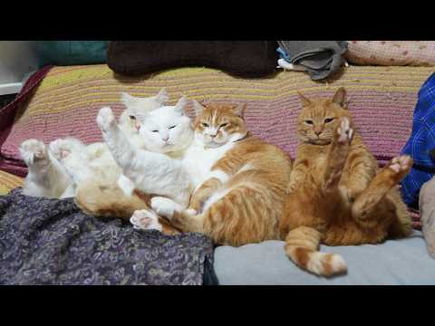 おすわりもふたまぼーむぎ　260413 サムネイル