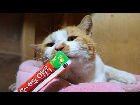 野良猫にちゅーる　260402 サムネイル