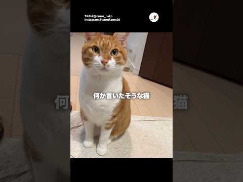 ごはんおかわりマン🐱｜PECO サムネイル