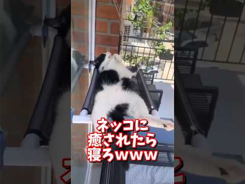 ネッコの動画で癒されたら寝ろｗｗｗ　2ch  動物  猫 癒やし ねこ動画