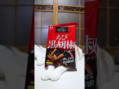 THEひとつまみ えび黒胡椒　260415　のせ猫　 cat　 cute　 kitten　 cutecat　 ネコ… サムネイル