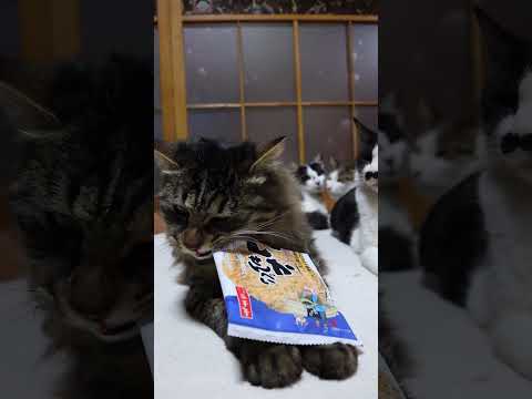 いかせんべい　260514　 cat のせ猫 cute　 ネコ kitty 長毛種　 いかせんべい kitten… サムネイル