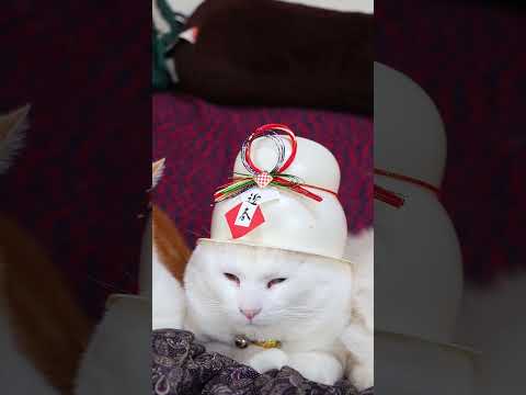 お正月 鏡餅帽子　260103　のせ猫　 cat ねこ ネコ　 猫のいる暮らし　 cute　 猫　 猫のいる生活　 ね… サムネイル