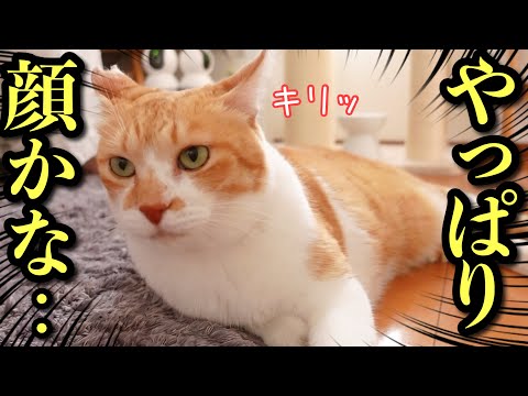 この猫…なぜか人も猫も引き寄せる