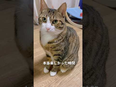 三太ごめんやらかした🙇‍♀️22日までだった… prにゃっちcats サムネイル