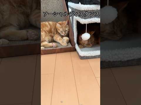 話題のアメショたちの癒し昼寝動画！