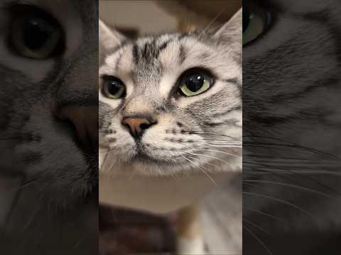 アメショーのラッテ アメショ アメリカンショートヘア ＃猫との暮らし猫と暮らす家猫