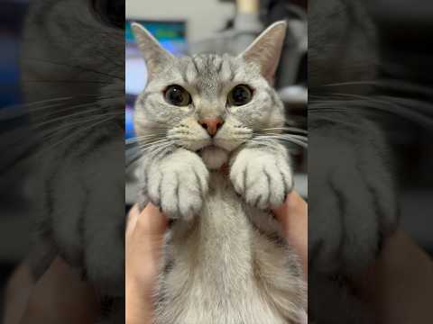 もふもふ猫たちと、猫好き飼主の日常www cat 猫 サムネイル