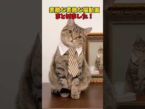 すってき〜😍 猫 cat cats cute サムネイル