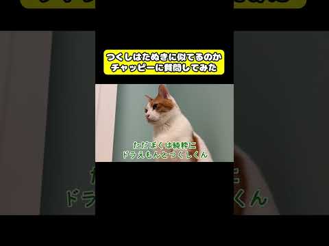 つくしはたぬきに似ているのかチャッピーに質問してみた　猫 おもしろ アテレコ ニャンチューバーつくし サムネイル