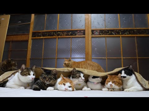 ブランケットの7匹の猫　260122 サムネイル
