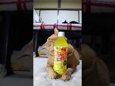 すっきりとフルーツビタミン　260327　のせ猫　 cat　 cute　 ネコ　 猫のいる暮らし　 ねこ　 猫のいる生… サムネイル