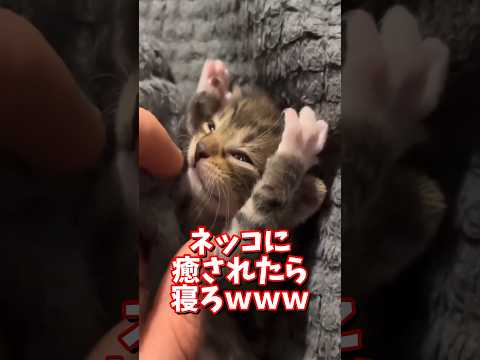 ネッコの動画で癒されたら寝ろｗｗｗ　2ch  動物  猫 癒やし ねこ動画 サムネイル