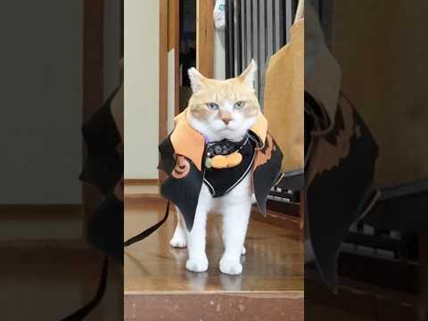 ハロウィンマントなのに信長にしか見えない猫武将 元野良猫チャチャ 猫武将 ねこ ネコ cat サムネイル