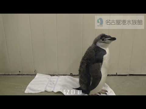 約１分で見るペンギンのヒナの成長～ヒゲペンギン編～　shorts　名古屋港水族館