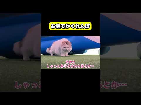 猫達がお庭で本気のかくれんぼ　猫 おもしろ アテレコ ニャンチューバーつくし サムネイル