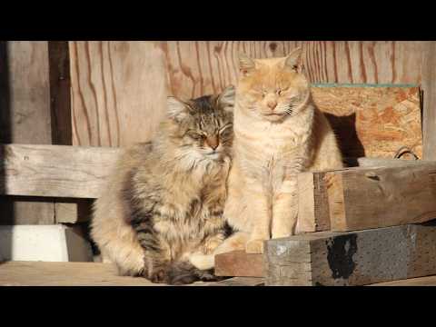 天皇誕生日　うずまきLIVE配信？　放置？　　2026年2月23日 サムネイル