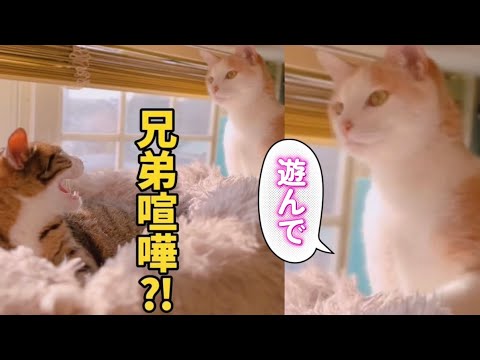 球太お兄ちゃんは凄いんだぞ！ サムネイル