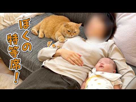 赤ちゃんとママの腕枕を取り合う甘えん坊猫が可愛すぎる！ サムネイル
